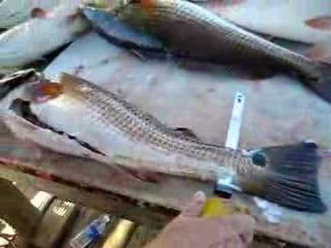 Louisiana Fishing Redfish Filet