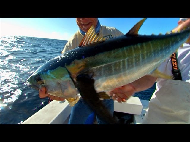 Offshore Fishing Yellowfin Tuna On DOA Lures In Venice Louisiana