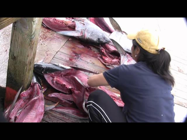 Fishing Capital Of The World, ‘Butchering Yellow Fin Tuna’, Venice Marina, Louisiana