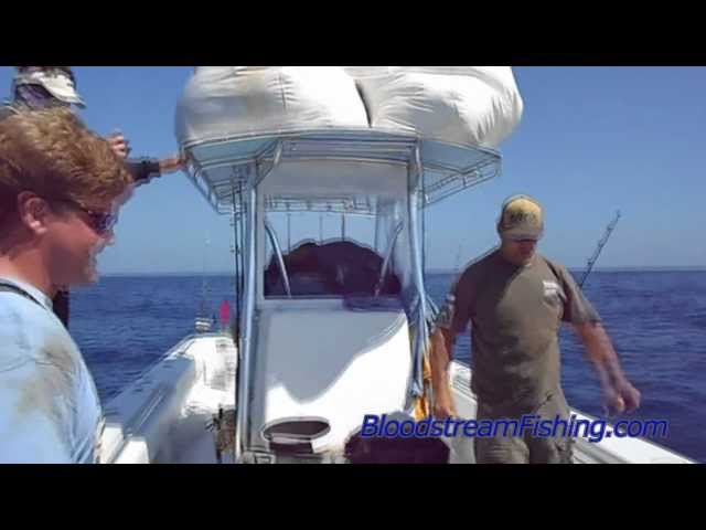 Bloodstream Yellowfin Tuna Fishing Venice Louisiana 2012 Contender 35ST
